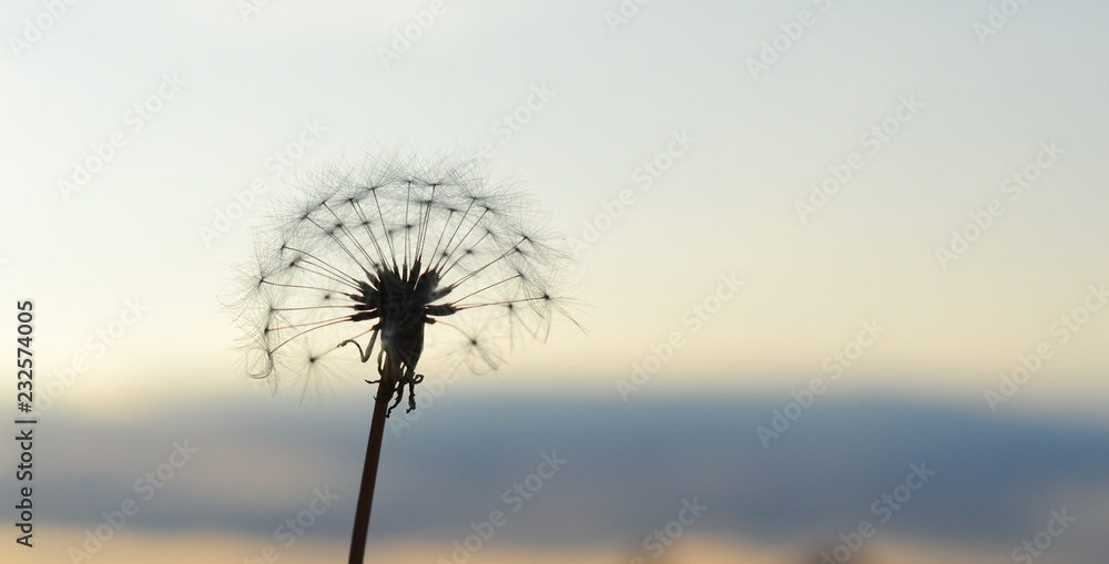 Close up of a dandelion puff ball against a sky 