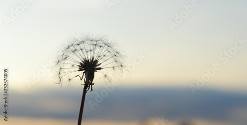 Close up of a dandelion puff ball against a sky 