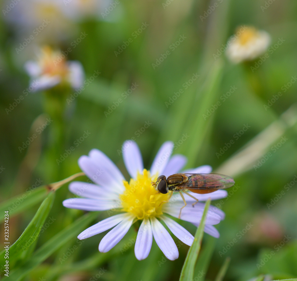 Macro photo of a flower fly (hover fly) on a tiny daisy flower Macro photo of a flower fly (hover fly) on a tiny daisy flower