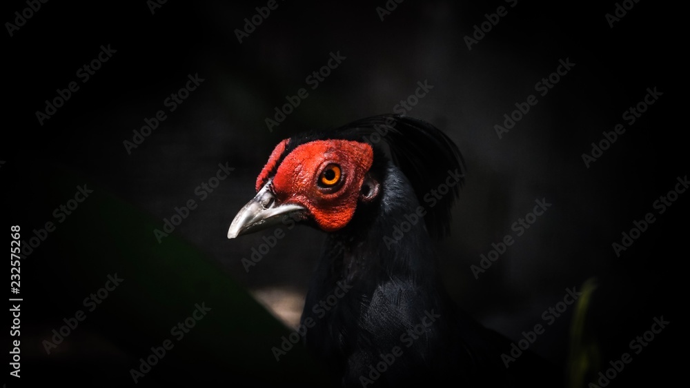 The kalij pheasant is a pheasant found in forests and thickets, especially in the Himalayan foothills, from Pakistan to western Thailand