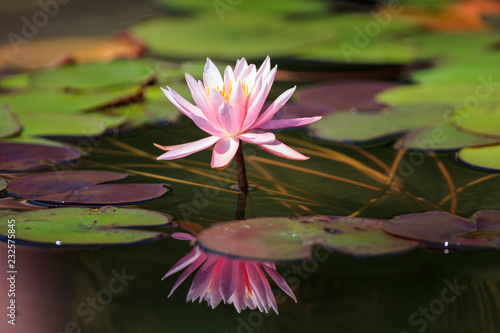 Water lily flower caught on the water surface - Japanese flower