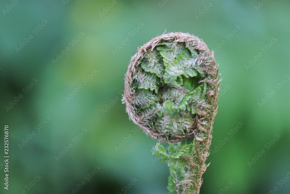 Closeup of a New Zealand fern frond Closeup of a New Zealand fern frond