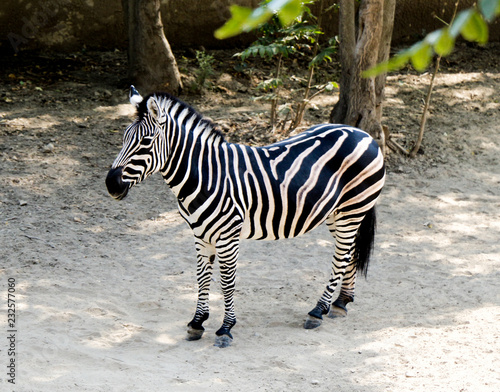 Zebra in a local zoo in Tbilisi photo