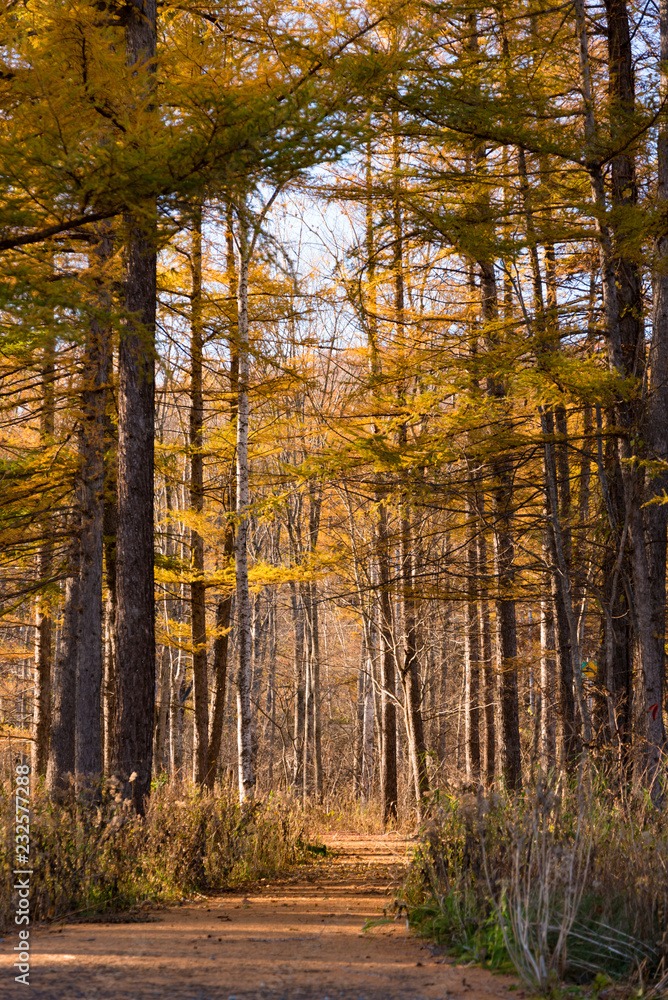 Obraz premium 北海道の秋の並木道