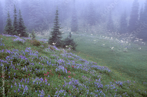 Spring blooms in a mountain meadow of Mountain Rainier National Park.  The plants are beargrass (Xerophyllum tenax), lupine (Lupinus arctics) and paintbrush (Castilleja parviflora) photo