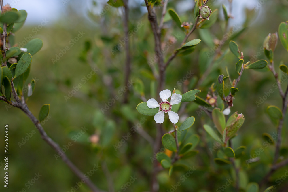 Manuka flowers at Wilsons Promontory, Victoria, Australia. Manuka flowers at Wilsons Promontory, Victoria, Australia.