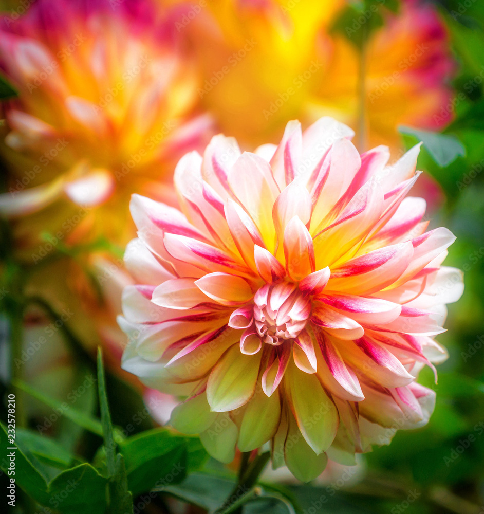 Dahlia, white, pink and yellow Dahlia, white, pink and yellow