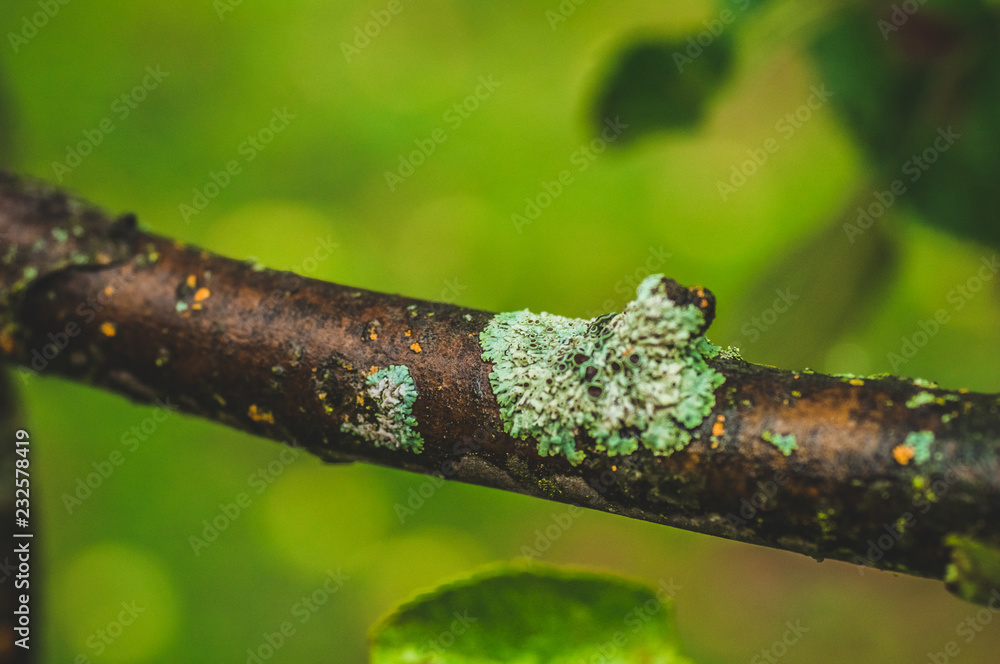 Lichen on the bark of a tree. Lichen grows on birch. Lichen on the bark of a tree. Lichen grows on birch.