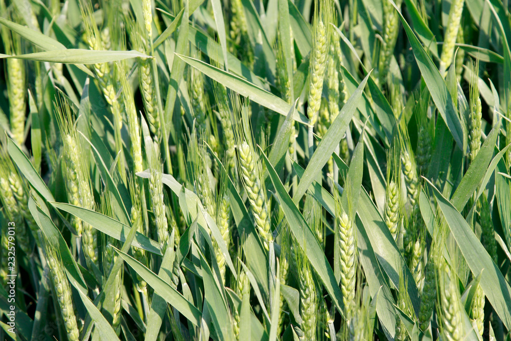 Obraz premium green wheat