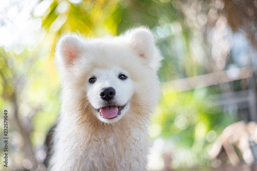 White samoyed puppy dog outdoor in park. Portrait of Samoyed standing on the grass in the park.