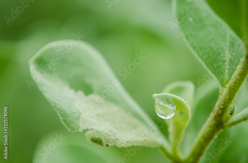 close up on green leaves with raindrops on their leaves, rainy day on green leaves