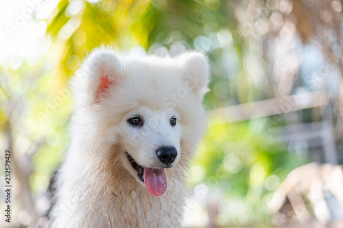 White samoyed puppy dog outdoor in park. Portrait of Samoyed standing on the grass in the park. © Shutter B
