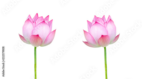 Twin Lotus  Pink lotus flower isolated on white background. File contains with clipping path.