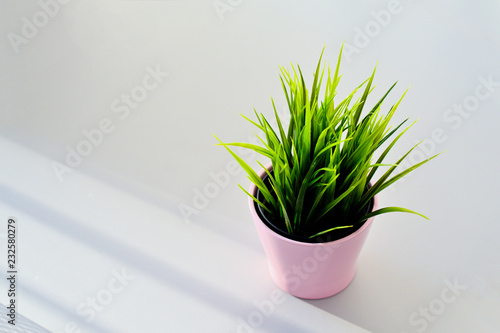 Pink pot with green juicy grass on the office desk.