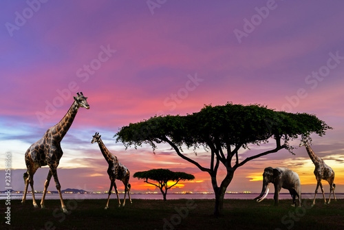 South africa of Silhouette African night safari scene with giraffes wildlife animals on the panorama rhino nature