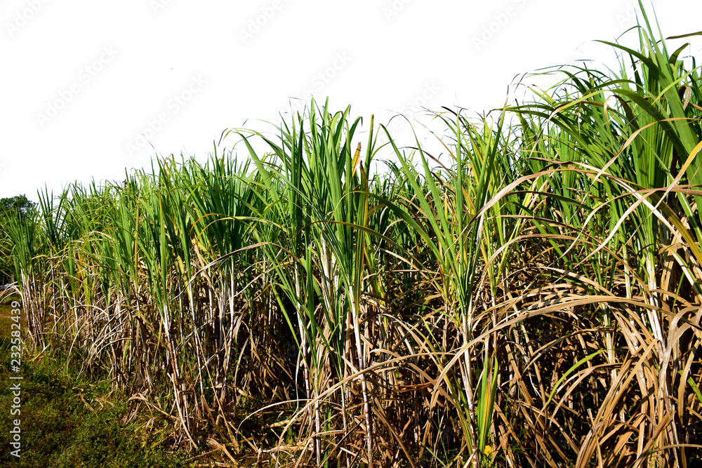 Obraz premium Sugarcane tree in field on white background