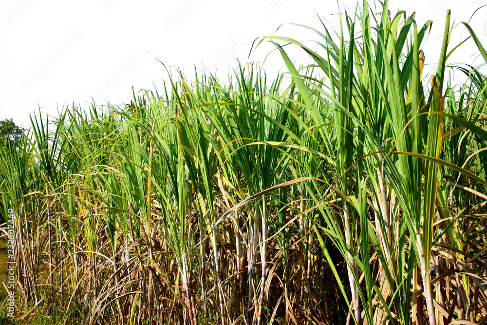 Obraz premium Sugarcane tree in field on white background