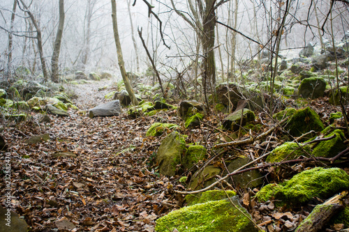 Winter forest footpath