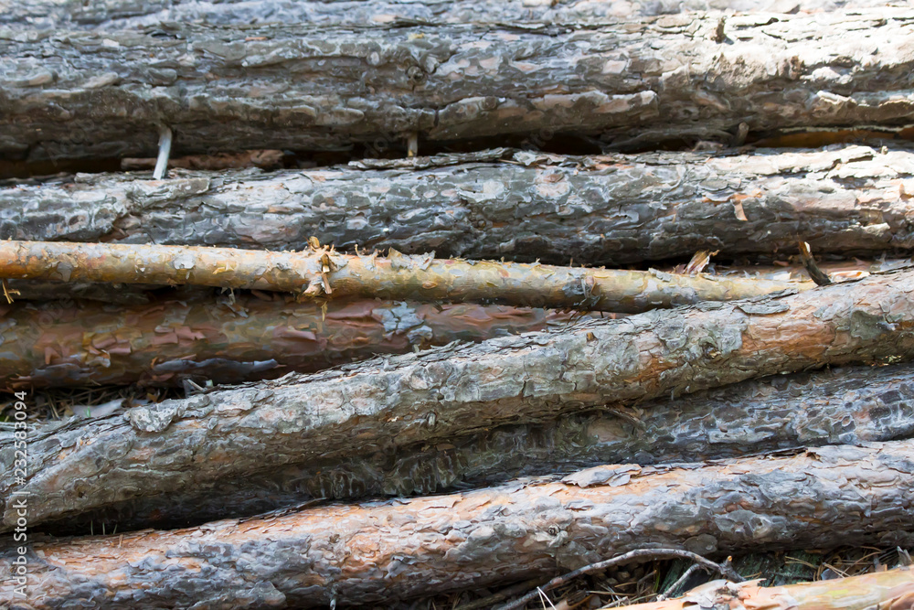 Pine. Pine logs. Background, texture. Pine. Pine logs. Background, texture.