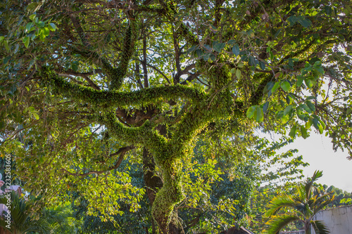 sun shining on an old tree lomboy duhat syzygium cumini in a tranquil summer mood photo