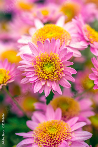 chrysanthemums photo