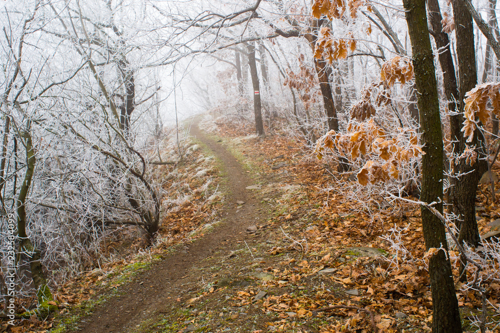 Fototapeta premium Winter forest footpath