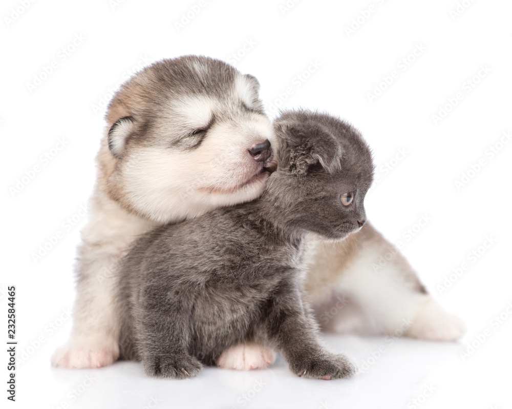 Puppy hugging a kitten.  isolated on white background