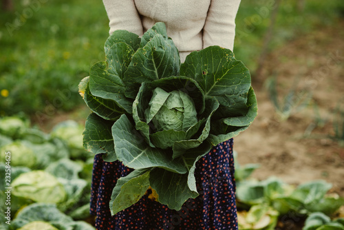 woman holds the cabbage photo