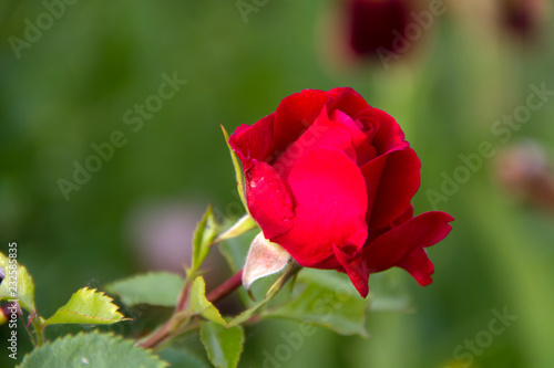 Red rose in summer garden