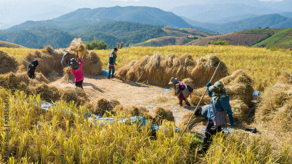 Famers harvest rice farm with Traditional way by Manual rice threshing at hamlet name Ban Pa Pong Piang, Chiangmai, Thailand in 2018