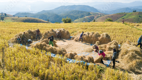 Bilde på lerret Famers harvest rice farm with Traditional way by Manual rice threshing at hamlet