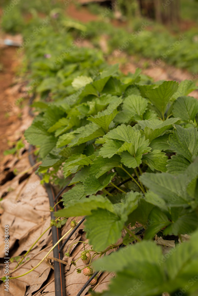 Closeup of strawberry plants with drip irrigation Closeup of strawberry plants with drip irrigation