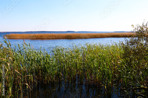 Lake shore overgrown with reeds upon a huge forest landscape with tree branch in front