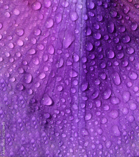 Raindrops on a purple iris petal, beautiful delicate and bright texture, floral natural background