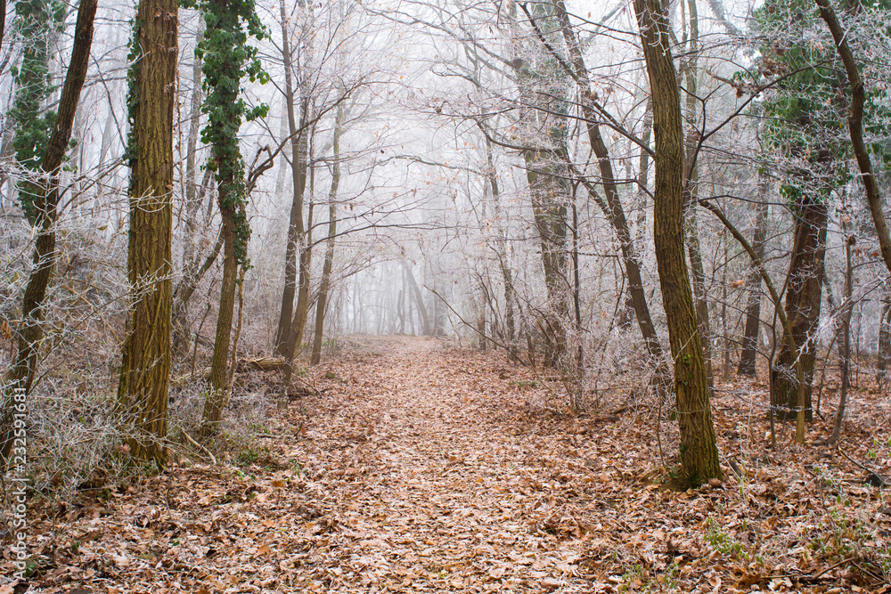 Fototapeta premium Winter forest footpath