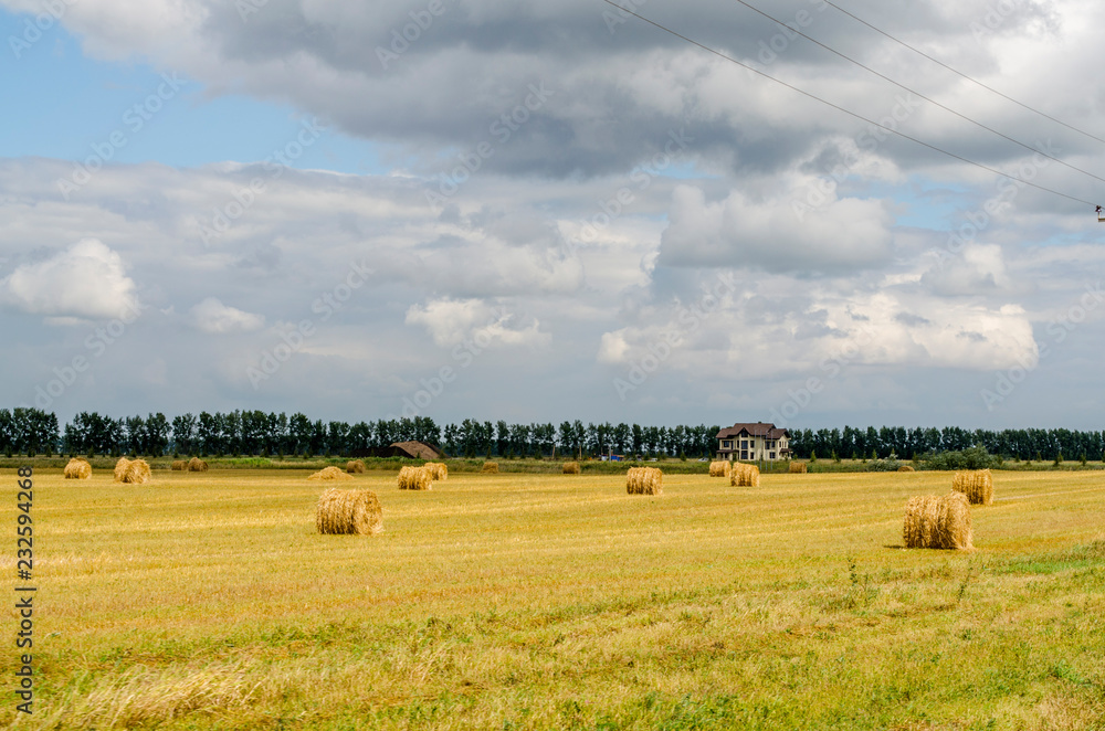 Fototapeta premium Sloping wheat field in the foothills of the Altai