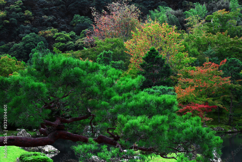 Obraz premium The trees of the Japanese garden