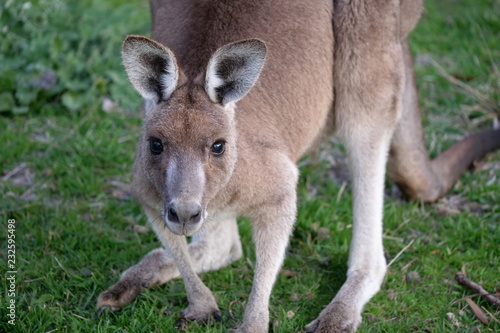Close up portrait of eastern grey kangaroo