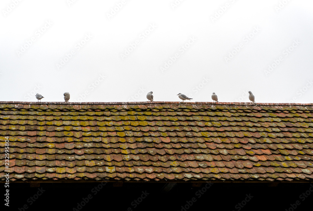 Fototapeta premium six seagulls sitting on an old shingled roof of a bridge abstract view