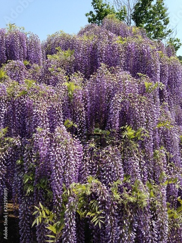 藤の花