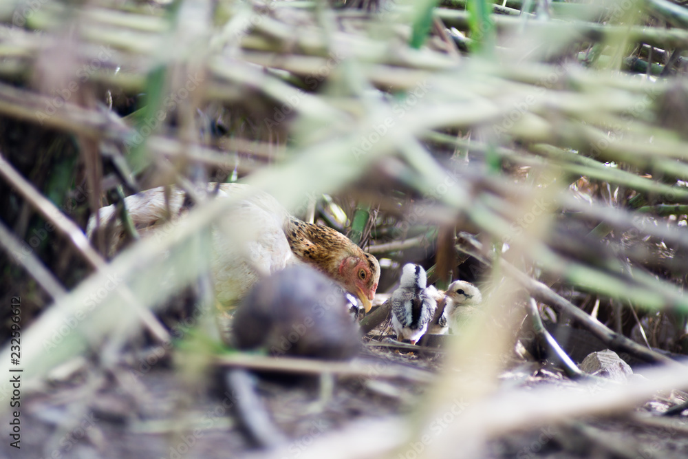 Hens in the grass hollow with chicks Hens in the grass hollow with chicks