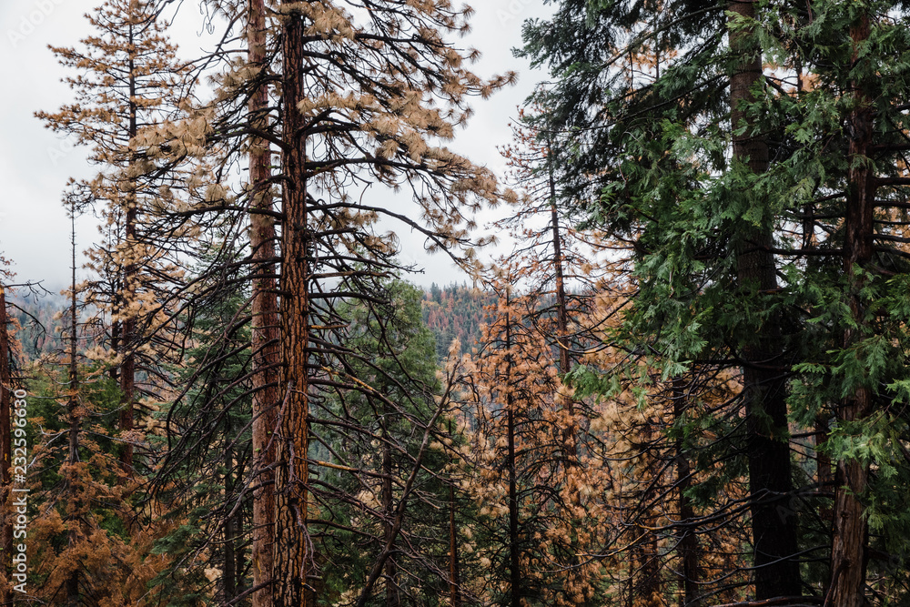 Fototapeta premium Pine trees in the forest