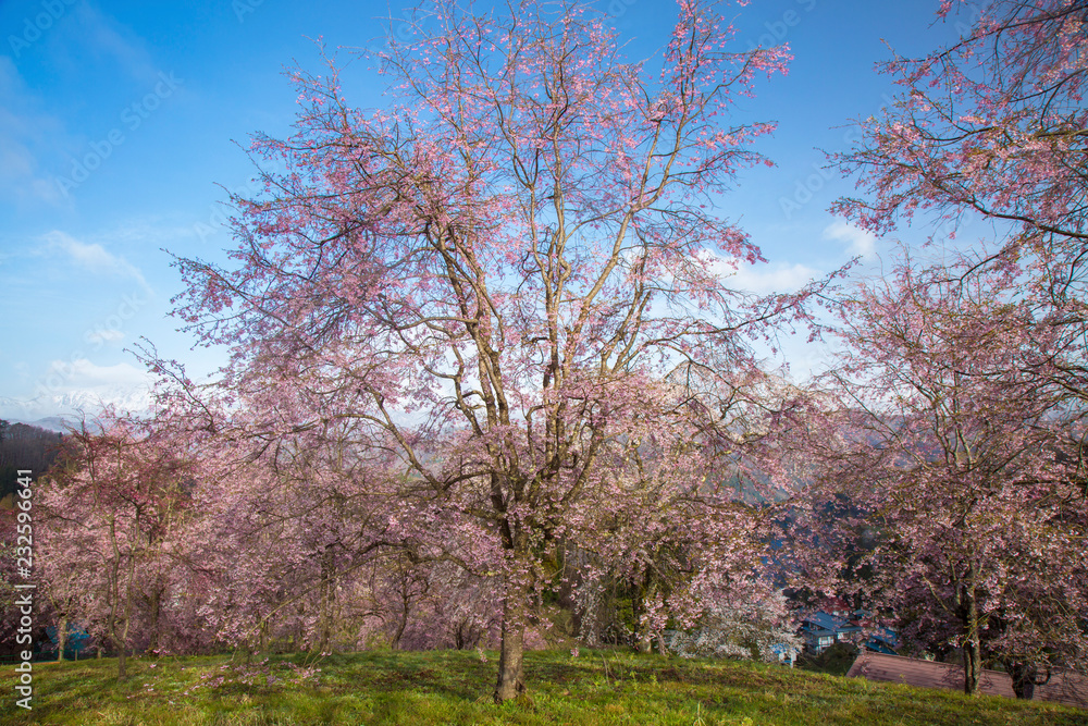長野県　小川村の桜
