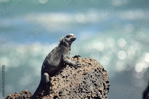 Iguana marina de galápagos photo