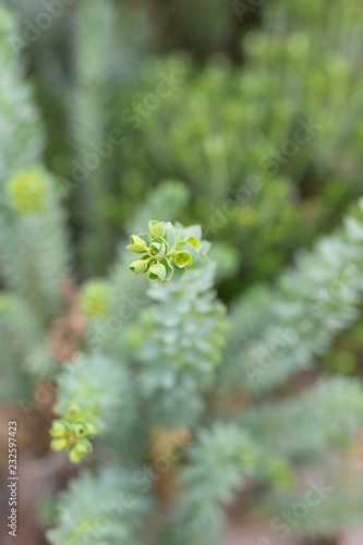 Close up of Euphorbia Paralias at Wilsons Promontary, Victoria, Australia