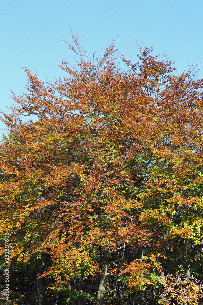 green orange and yellow leaves of an autumn tree green orange and yellow leaves of an autumn tree
