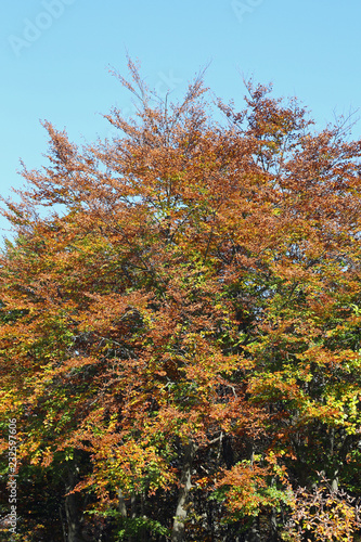 green orange and yellow leaves of an autumn tree