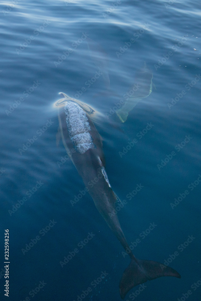 Three common bottlenosed dolphins swimming underwater near the Santa Cruz Channel Island off the central California coast in United States Three common bottlenosed dolphins swimming underwater near the Santa Cruz Channel Island off the central California coast in United States