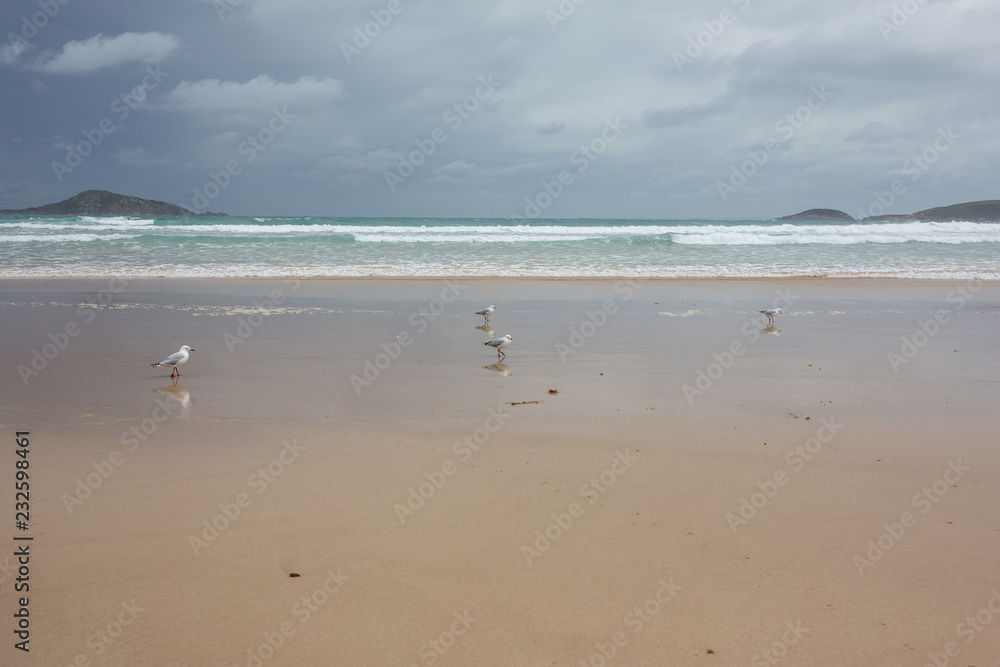 Seagulls on the beach at Picnic Bay, Wilsons Promontary, Victoria, Australia Seagulls on the beach at Picnic Bay, Wilsons Promontary, Victoria, Australia