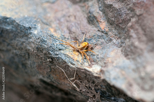 macrophotography of an orange small spider sitting on a stone